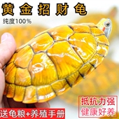 黄金龟观赏黄金龟宠物小乌龟正宗长寿金钱龟活体深水吃菜龟巴西