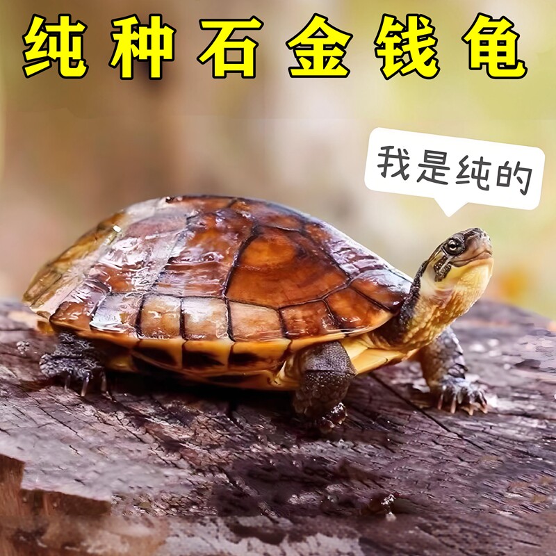 纯种金钱龟三线闭壳龟越南石金钱龟黄喉拟水龟小宠物乌龟活体活物
