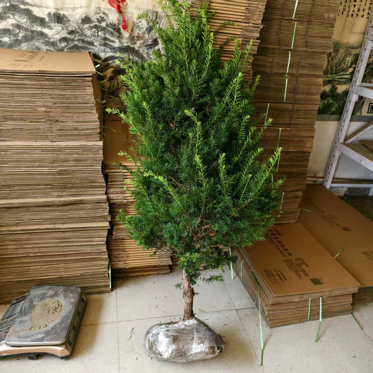 耐寒大型正宗东北红豆杉大树树苗盆栽地栽植物室内好养当年接果子
