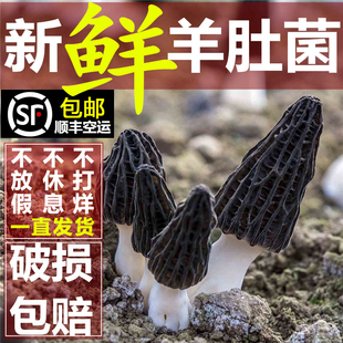 新鲜羊肚菌2025现摘现发精选野生羊肚菇食用菌非干货营养煲汤鲜品