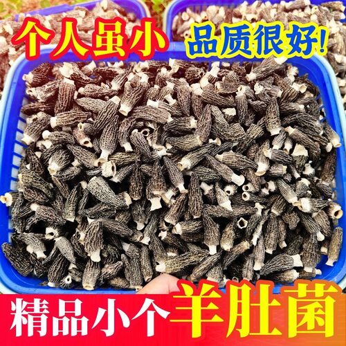 羊肚菌宝宝菇小个头蘑菇高原特产