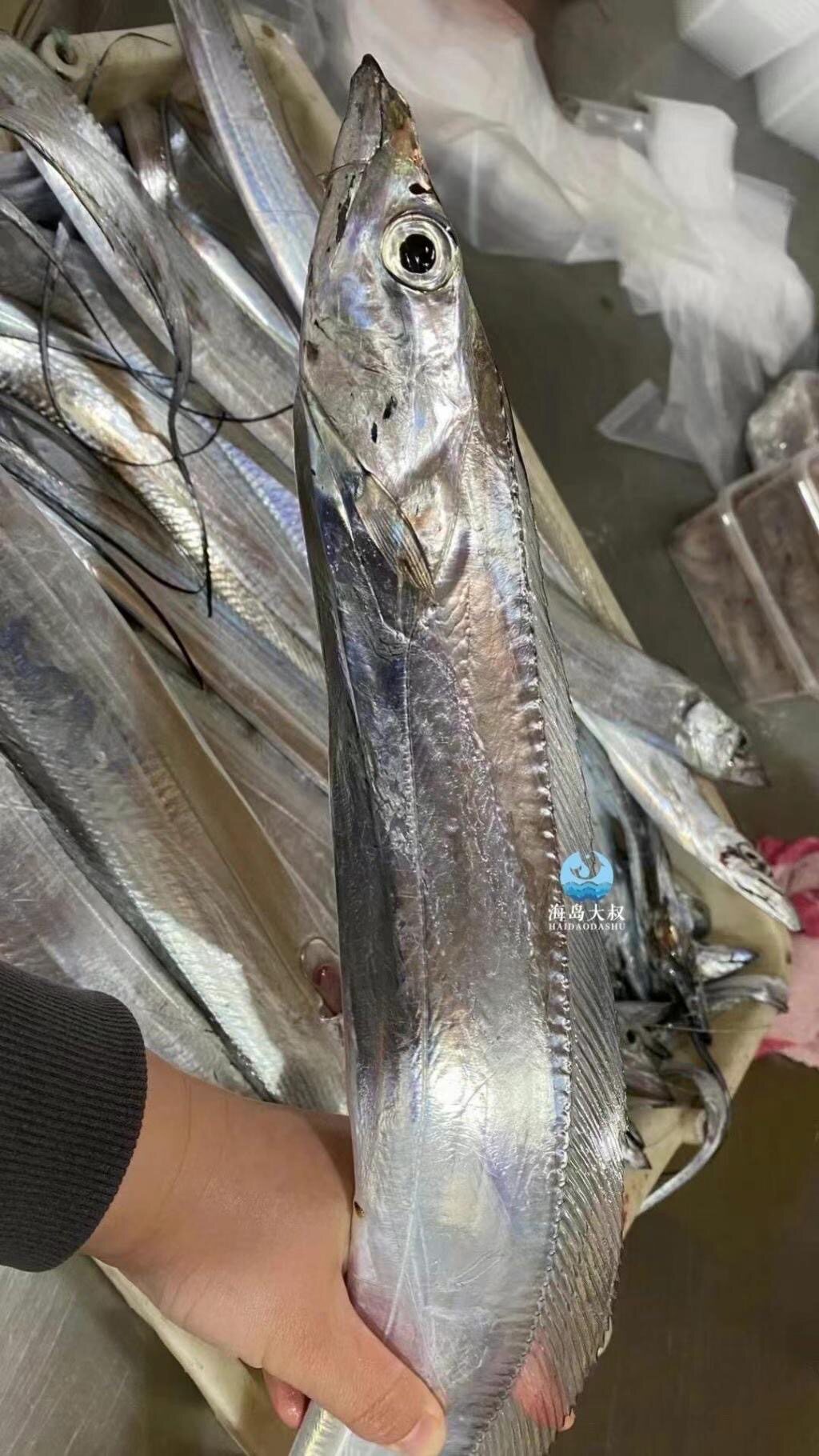 带鱼特级大带鱼段鲜活冷冻