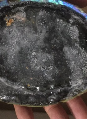 黑金鲍刺身清蒸鲍鱼特大食用