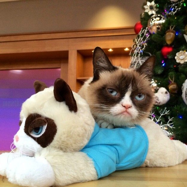 Peluche manga grumpy cat - Ref 2696050 Image 4