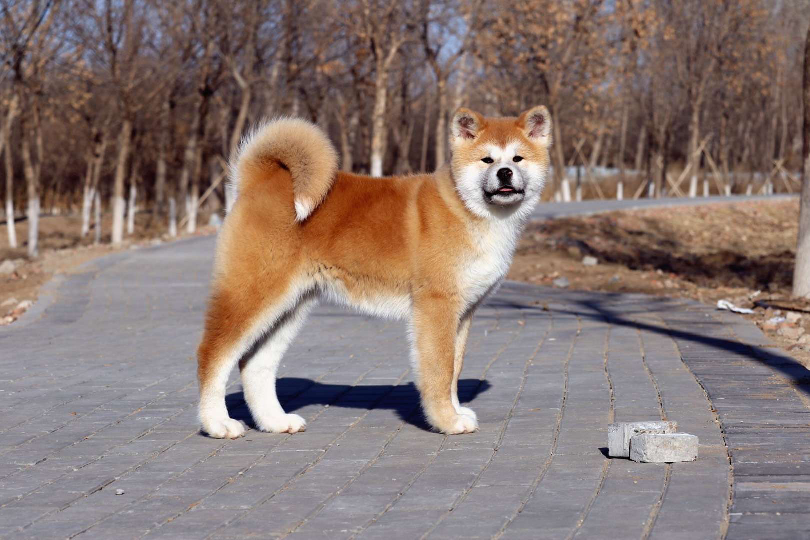 纯种贵族血统赛级日本幼犬日系秋田犬活体家庭宠物中型狗忠犬八公