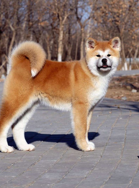 纯种贵族血统赛级日本幼犬日系秋田犬活体家庭宠物中型狗忠犬八公