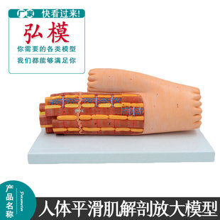 弘模心肌解剖模型人体肌肉组织模型医学平滑肌解剖放大模具