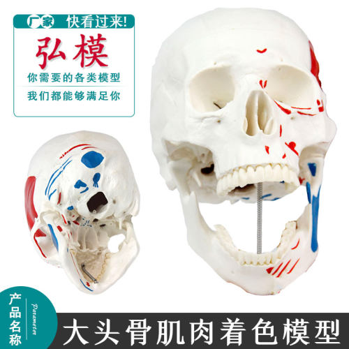 彩色头骨解剖模型弘模肌肉仿真