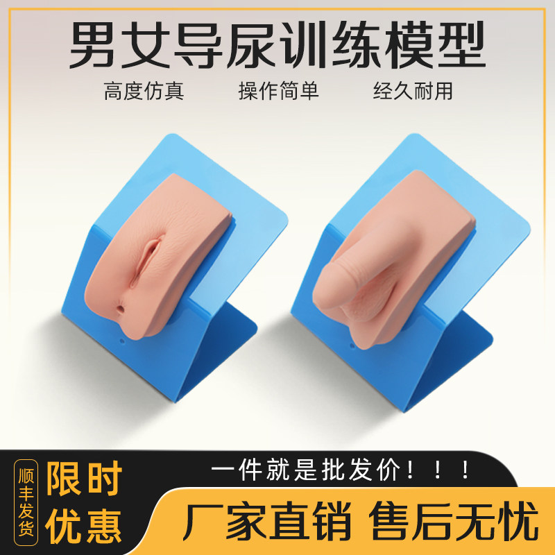 弘模着装式女男导尿模型生殖器护理临床医学教学模具操作训练模型