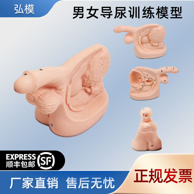 弘模男性内外生殖器具,导尿练习模型,生殖器护理模型,内外生殖器