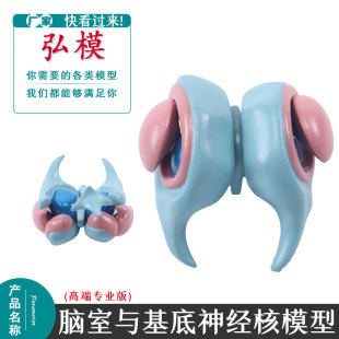 大脑基底核模型丘脑模型大脑室铸型尾状核大脑边缘系统