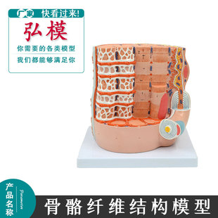 弘模人体器官解剖心肌骨骼肌骨骼纤维结构模型心肌教学解剖模型