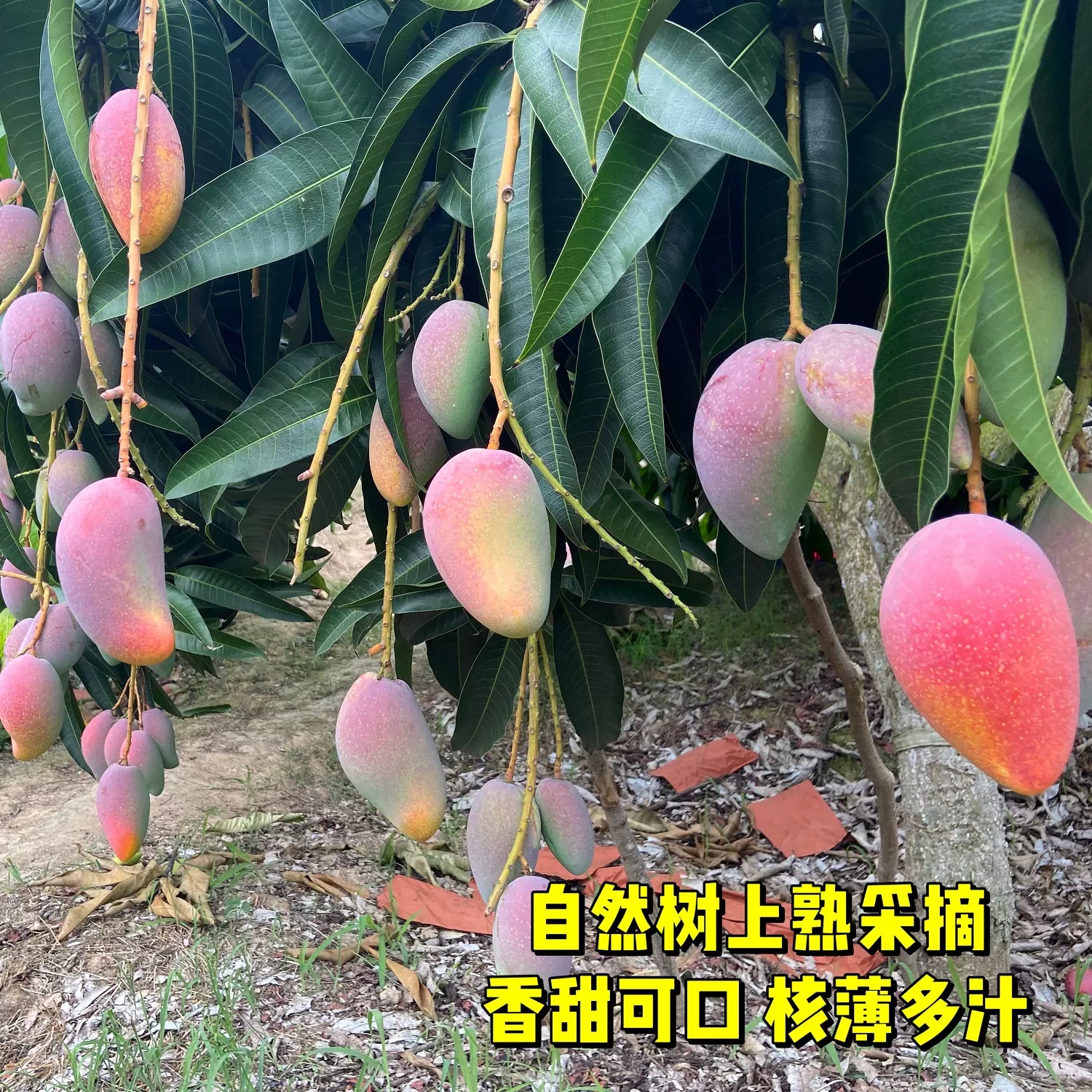 【崔熟再食 广西老树贵妃芒5斤装】新鲜水果芒果生鲜贵妃芒