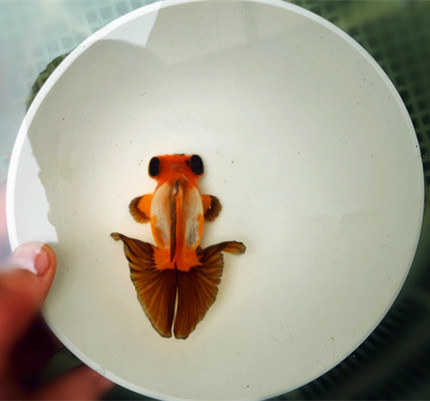 三色胭脂红白蝶尾/龙睛蝶尾金鱼活体/冷水鱼淡水鱼观赏鱼