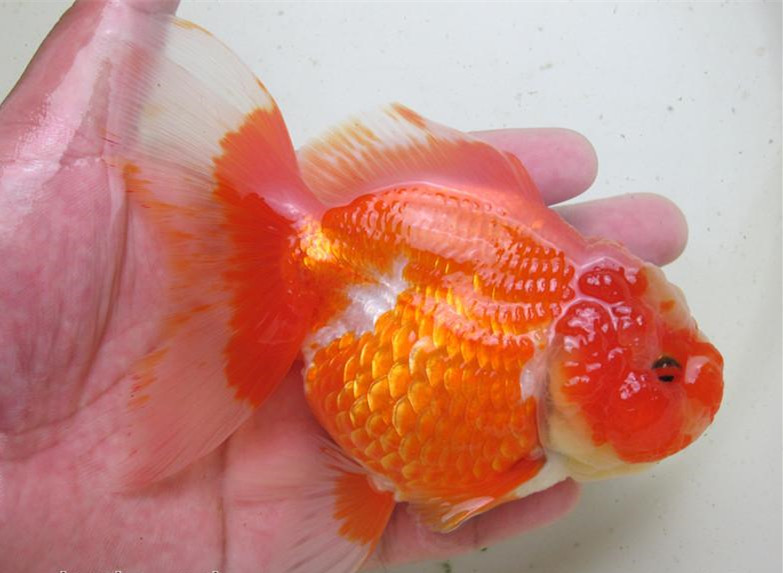 红白泰狮金鱼活体/狮子头金鱼/冷水鱼淡水鱼观赏鱼