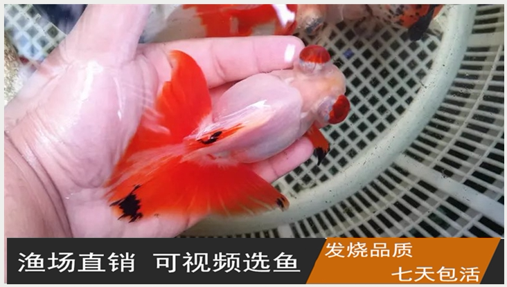 如皋十二红蝶尾/龙睛蝶尾金鱼活体/冷水鱼淡水鱼观赏鱼锦鲤