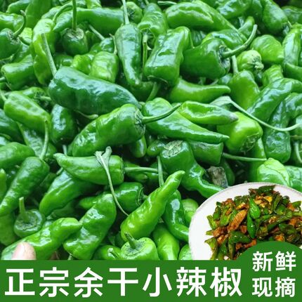 【原产地】5斤正宗余干土辣椒新鲜江西辣椒余干特产薄皮辣椒1斤