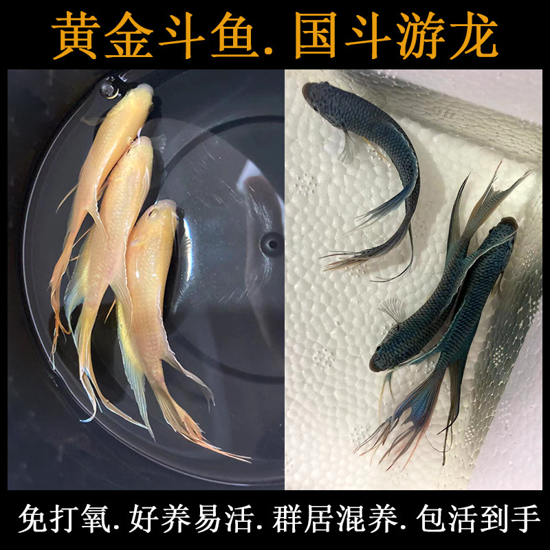招财黄金中国斗鱼国斗活鱼活鱼免打氧可混养观赏鱼好养耐养懒人鱼