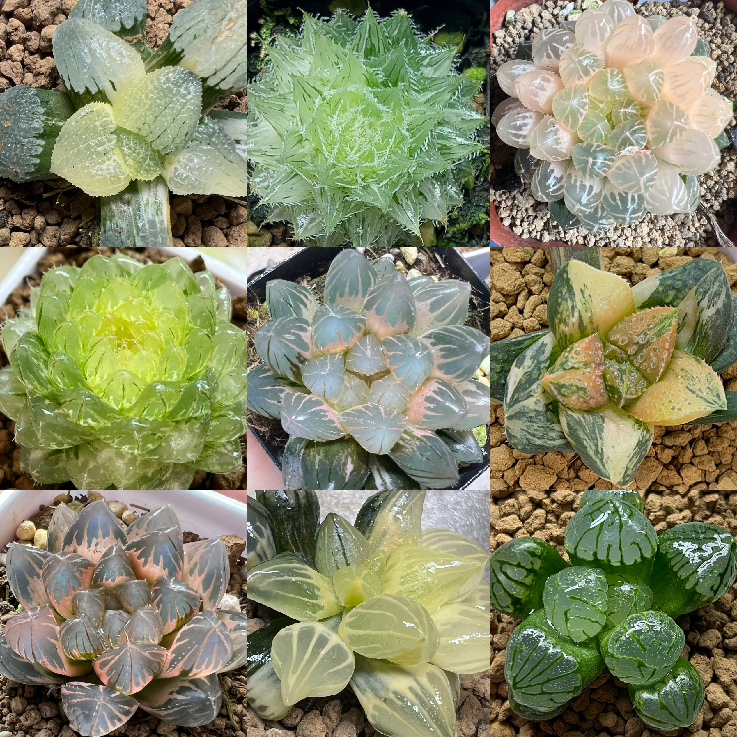 十二卷玉露多肉植物 好养新手入门玉露万象