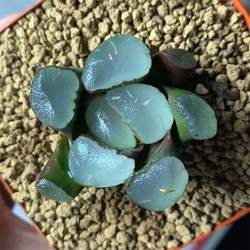 艾上多肉 紫镜万象十二卷无纹透窗万象多肉植物一物一拍