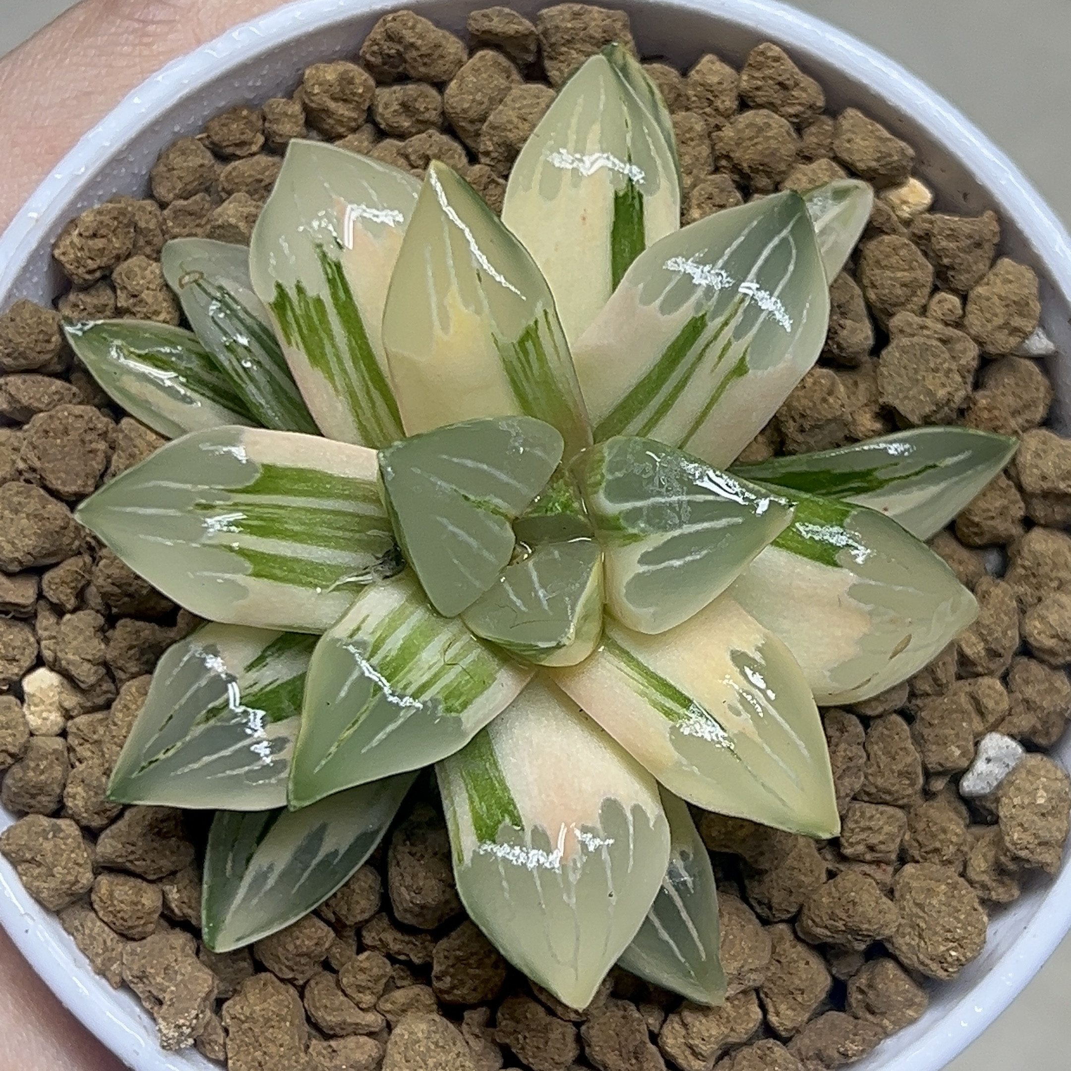 绿玻璃锦极上斑 十二卷皮上窗绿纹寿玉露多肉植物