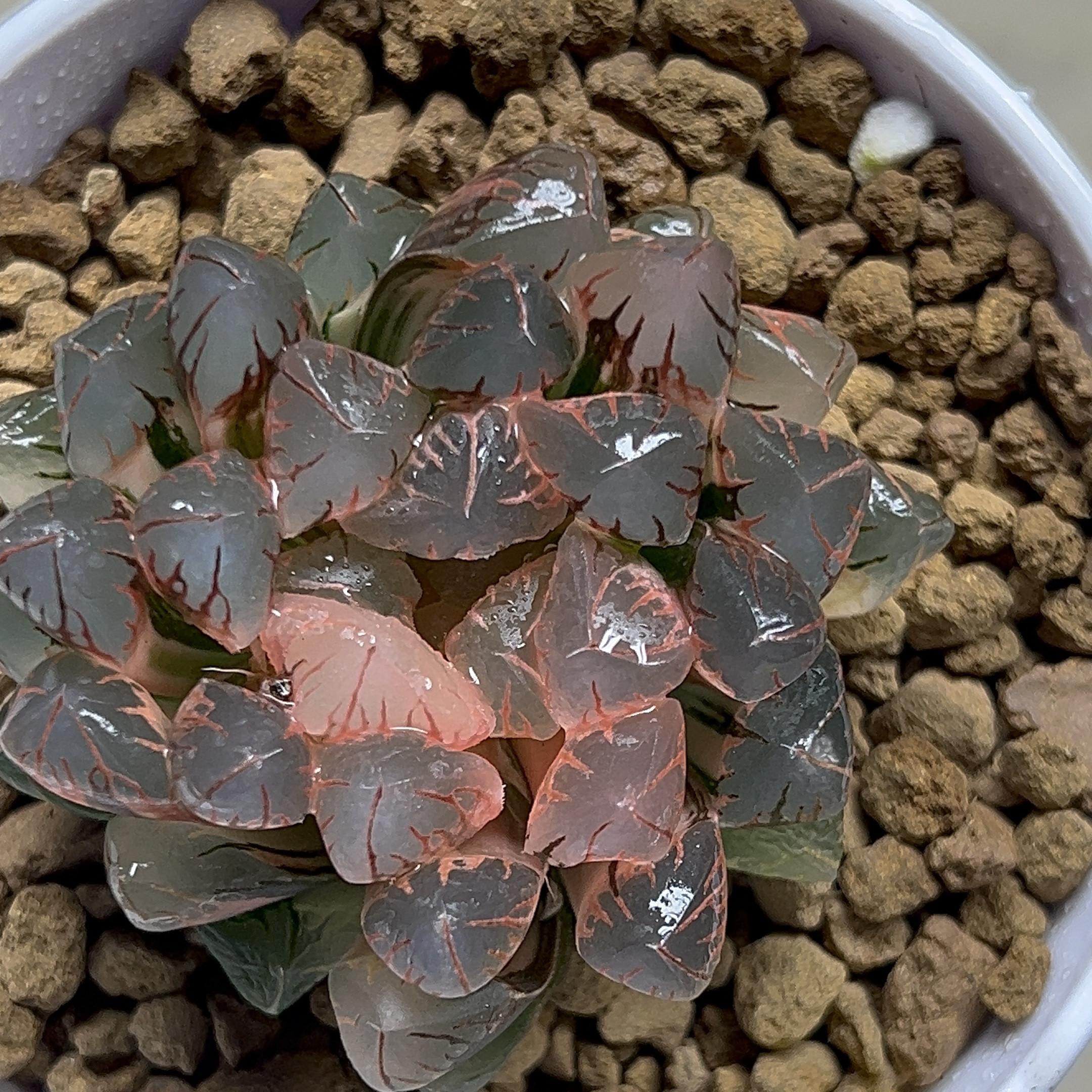 灵犀玉露锦糊斑 十二卷多肉植物多光更红