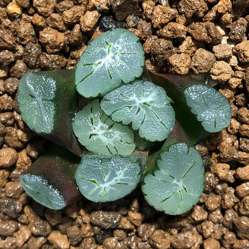 艾上多肉 紫稻妻万象 一物一拍十二卷玉扇万象多肉玉露植物盆栽