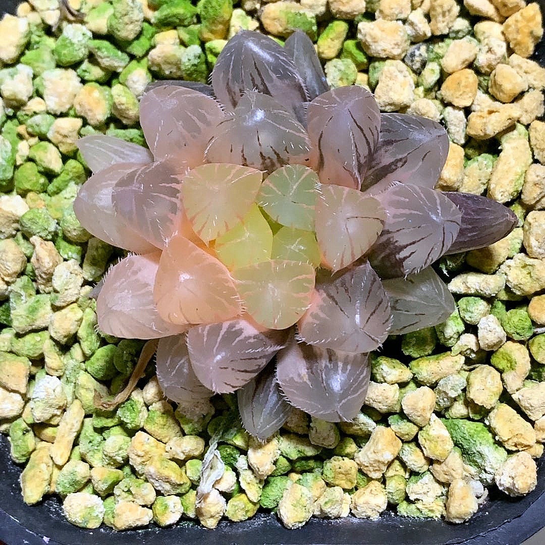 艾上多肉赤线玉露锦十二卷