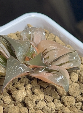 Pinky锦芭提雅4.7㎝十二卷多肉植物丸叶一物一拍