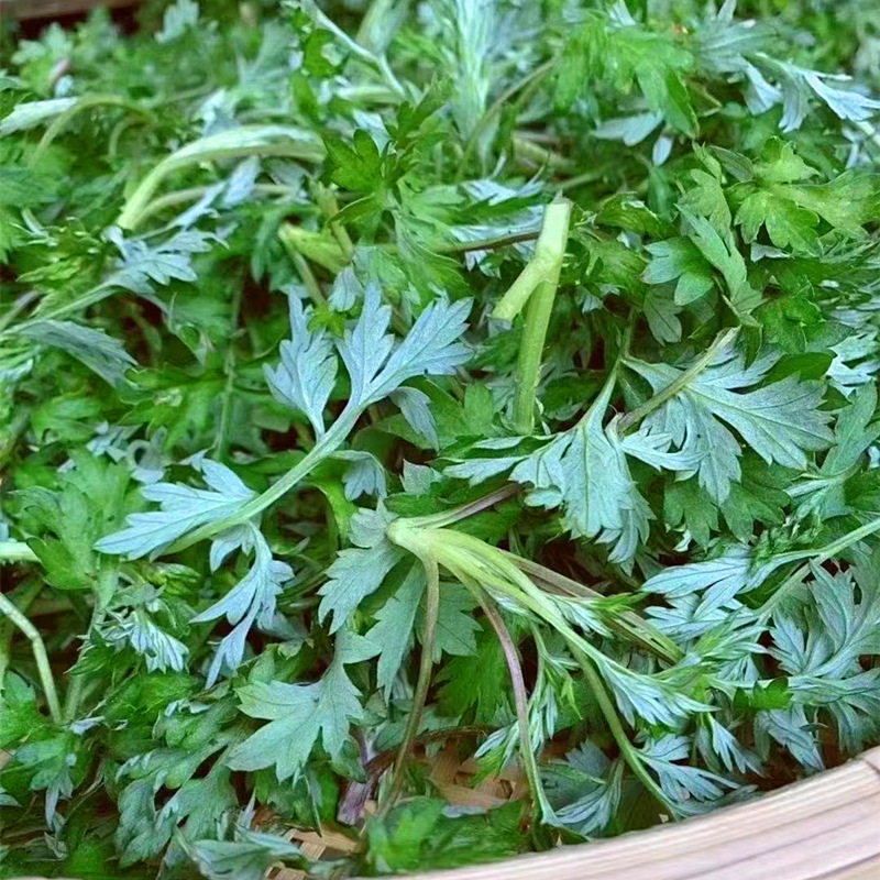 艾草新鲜蔬菜当季食用野菜生艾草叶艾蒿清明草糍粑艾粄青团嫩艾叶