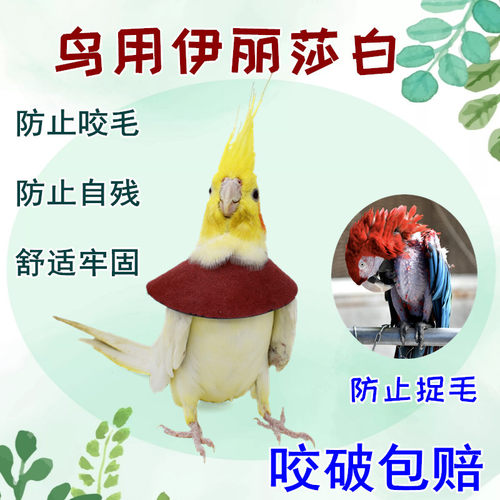 鹦鹉鸟用伊丽莎白圈防咬圈