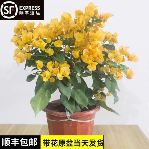 加州黄金三角梅保温发货带花老桩