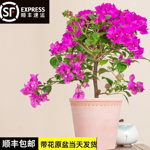 云南紫耐寒三角梅安格斯保温发货