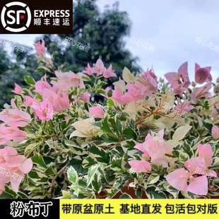 粉布丁三角梅新品冰叶稀有品种老桩棒棒糖飘枝金边粉色花勤花爬藤
