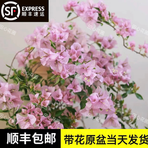 苹果花三角梅包活包对版原生带花