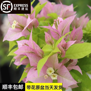 粉红豹三角梅棒棒糖老桩勤花耐寒四季带花粗杆稀有品种包对版包活