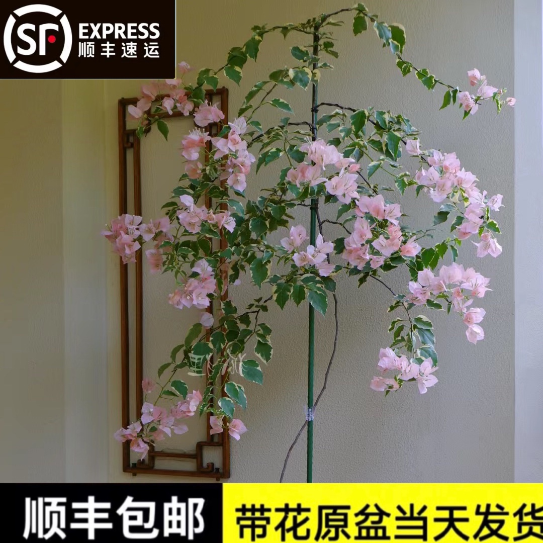 高飘三角梅马斯高杆飘枝大型盆栽