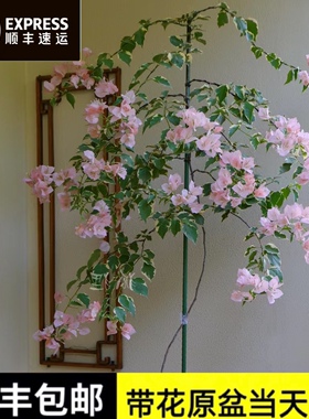 马斯高飘三角梅卡亚塔飘枝苏瓦娜高杆爬藤漳红樱老桩花墙拱门盆栽