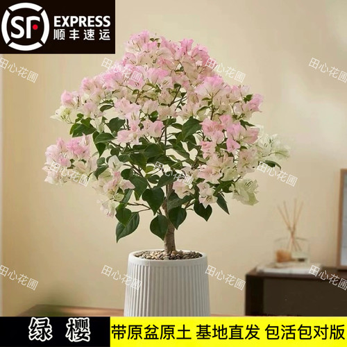 绿樱三角梅四季带花包活包对版