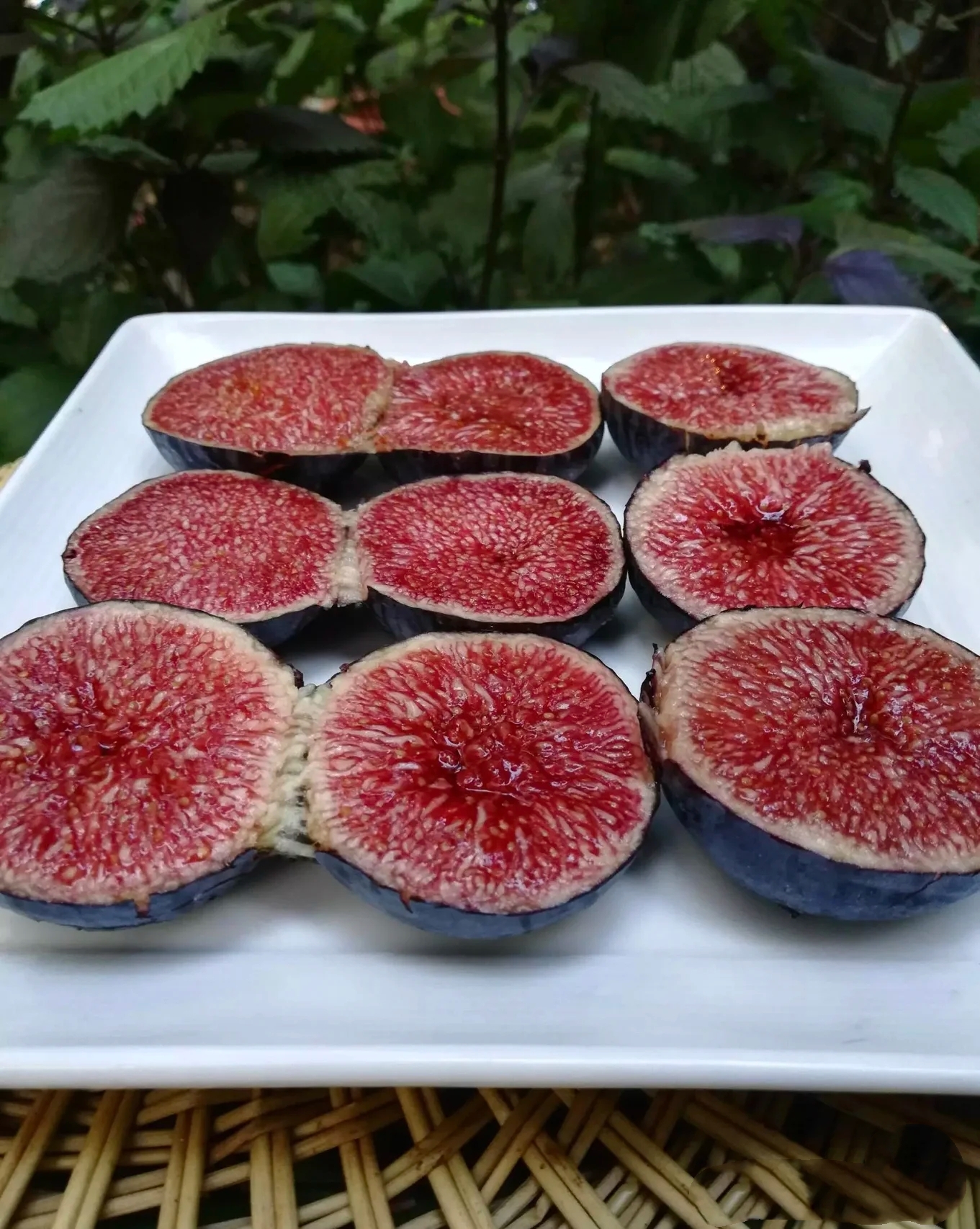 无花果苗 加州黑 黑色使命 格莱斯 小波 黑山口