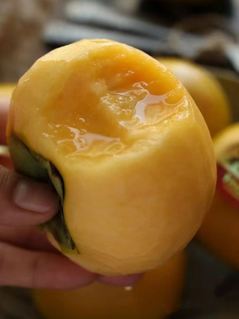 太秋甜柿苗 带盆带土发货 柿子