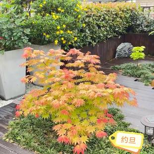 约旦红枫树苗日本团扇红枫品种黄色系盆栽花卉植物庭院阳露台楼顶