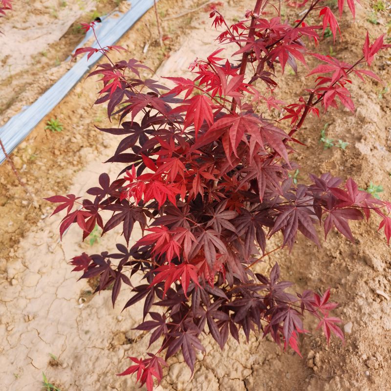 真正树苗盆栽红枫三季红
