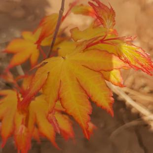茜空红枫树苗圃直销盆栽比橙之梦秀锦黄金枫更红橙黄色时间更长