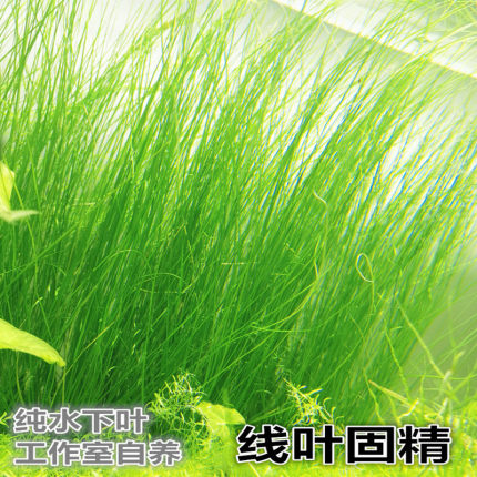 ada线叶古精水草阴性飘逸水草