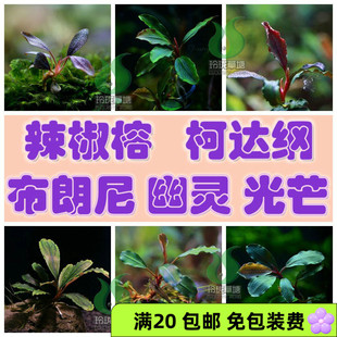 辣椒榕 水草 布朗尼红 闪蓝 幽灵 新当 柯达纲 科达冈 库拉库亚