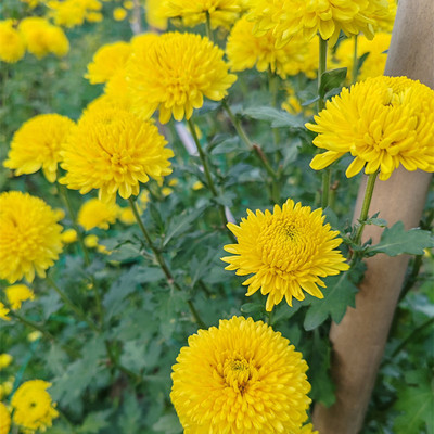 婺源农家皇菊实惠装30克