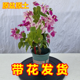 漳红樱三角梅老桩盆栽带花发货高端花卉四季开花高飘好养阳台植物
