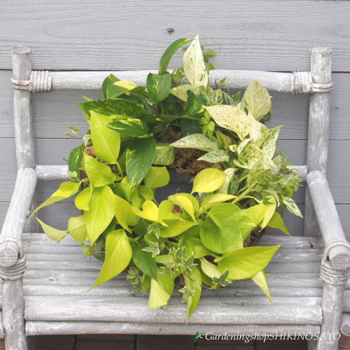 [Optional multi-species]Scindapsus Tongxiang Four Seasons Garden to work in an office Indoor plants Clean air Potted plantin the Flower delivery/Flowers simulation/Plants gardening , Garden Plants/Trees/Fruit tree, Perennial/Ground cover plants category - from Buy2taobao.com to provide professional Taobao agent buy service