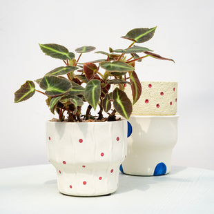 创意波点花盆吸水透气可爱简约绿植花卉盆栽适用